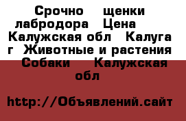 Срочно!!! щенки лабродора › Цена ­ 0 - Калужская обл., Калуга г. Животные и растения » Собаки   . Калужская обл.